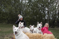 dash, forrest, fiona, coralie